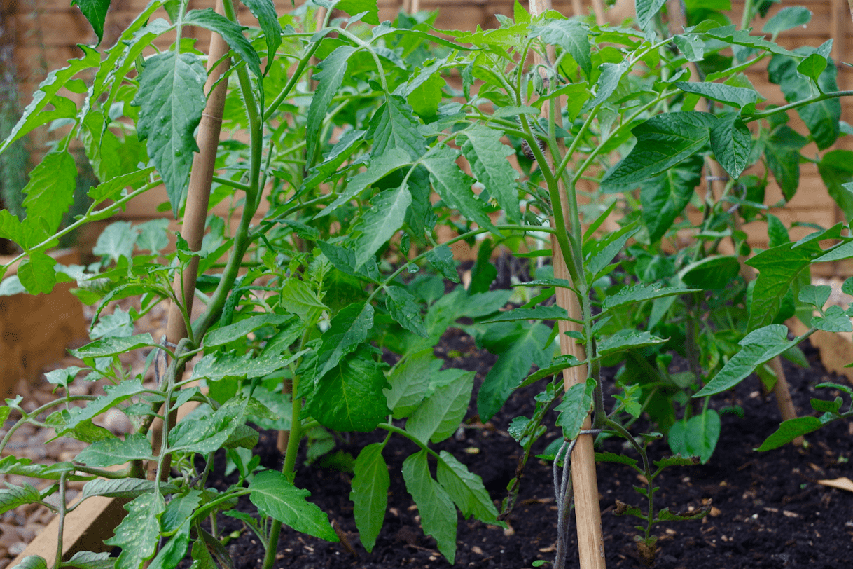 Le purin de feuille de tomate : un fertilisant naturel pour vos plantes